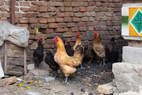 组织滴虫病,黑头病的预防跟治疗