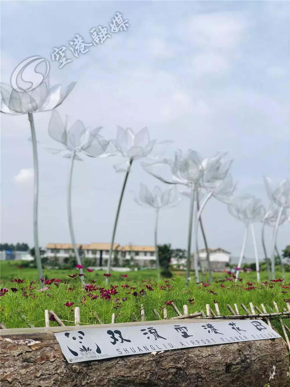 双流空港花田最新进展,双流空港花田开放了吗最新回复