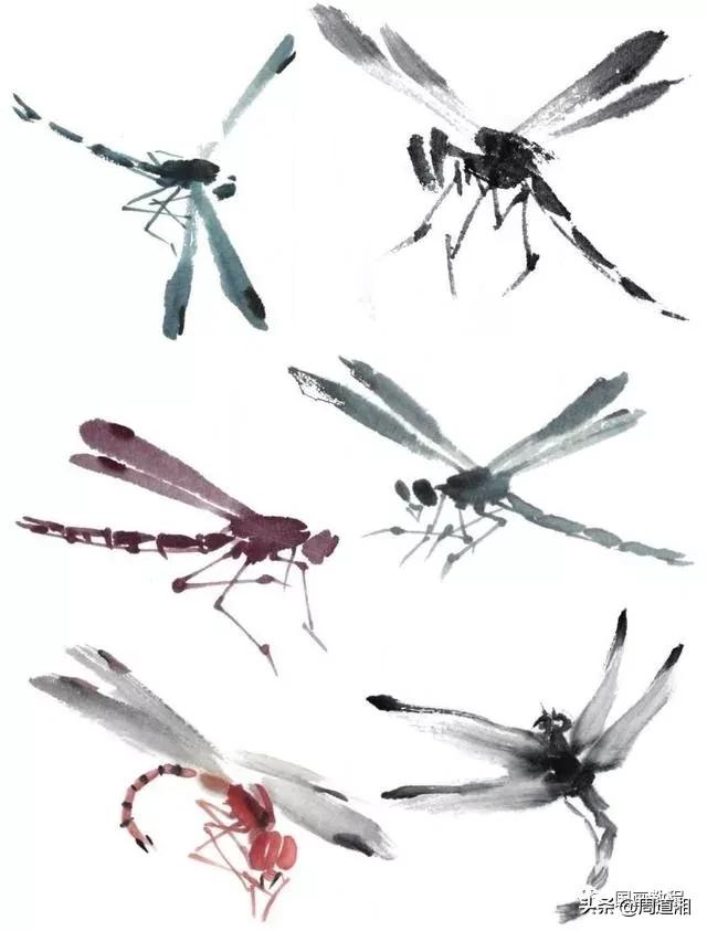 莲花和蜻蜓国画画法,飞行蜻蜓国画图片