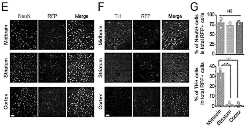 杨辉指付向东讲的与发表的不同