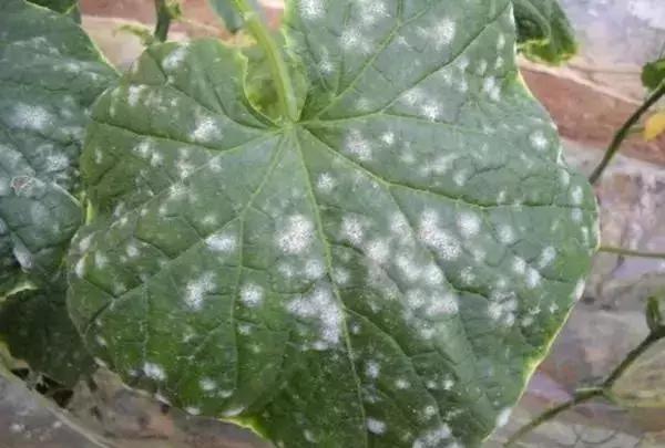 白芨病害及防治,白粉病用药防治