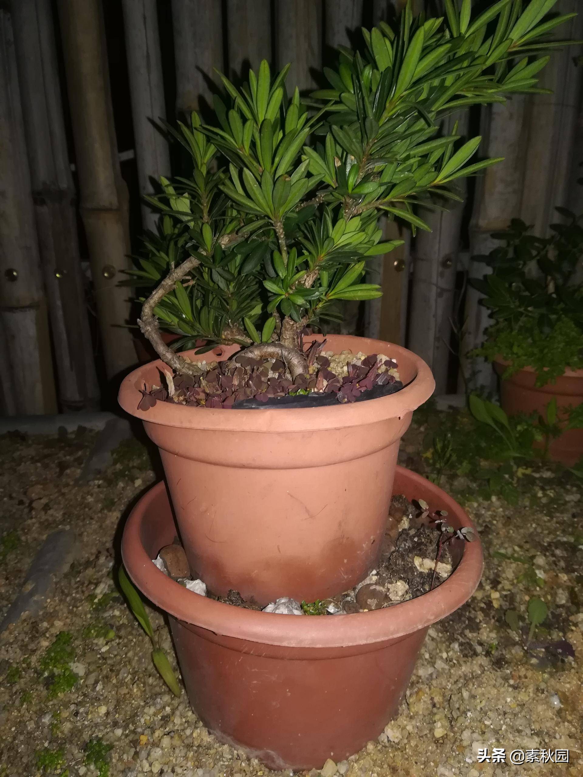怎样从一棵小苗培养成提根盆景—台湾真柏
