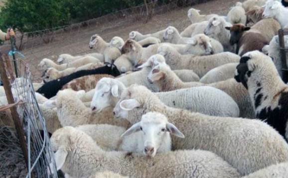 山羊养殖技巧小视频,山羊养殖技巧山羊吃什么长得快