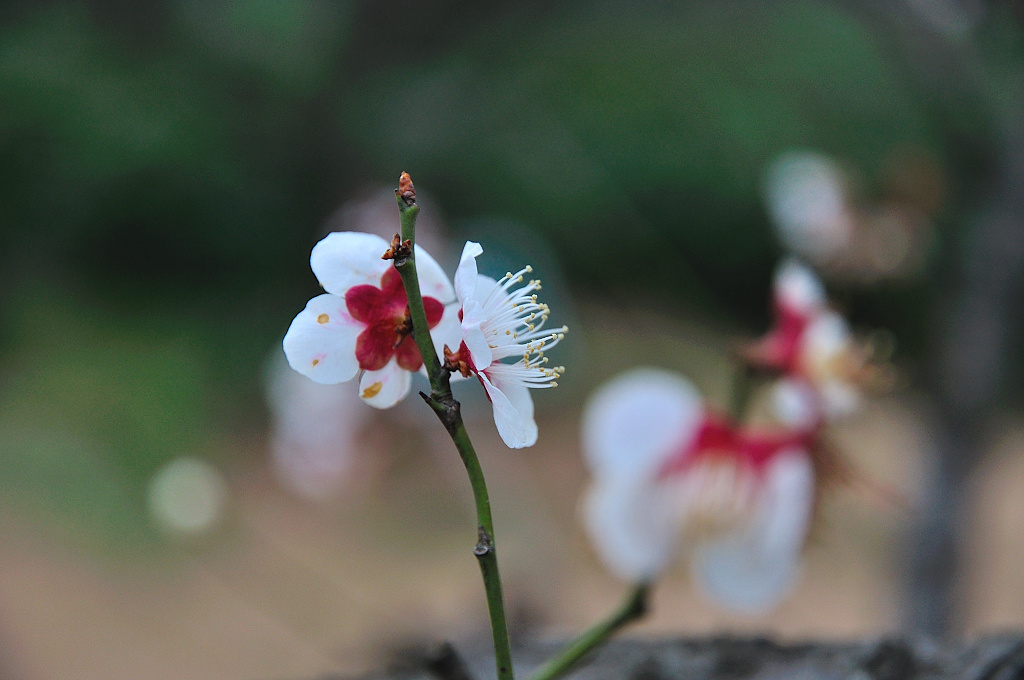 南京梅花山梅花盛开的视频,南京拍梅花最好的地方在哪里