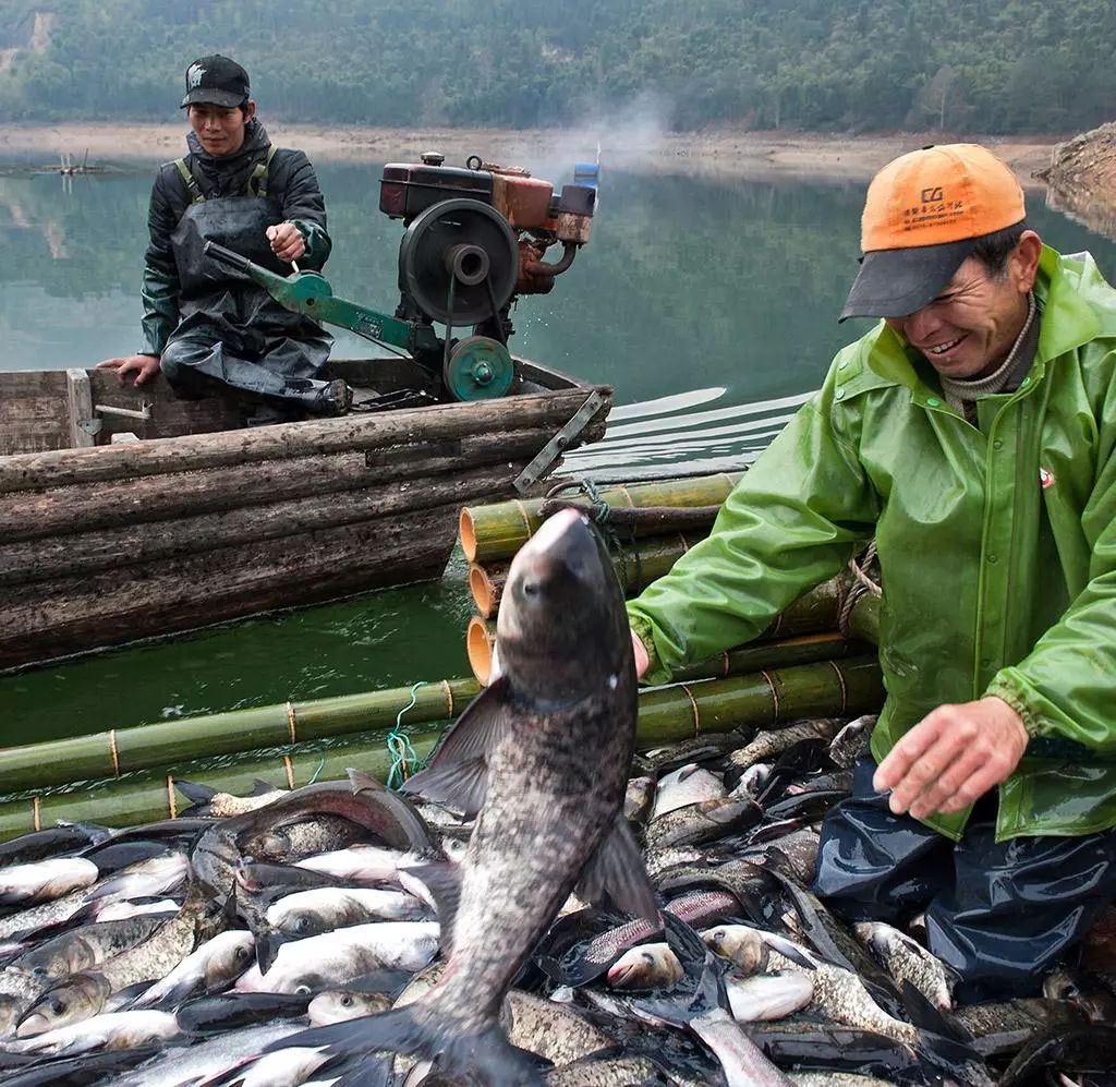 拉网出鱼视频,拉网出鱼