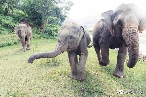 大象迁徙有目的地吗,2020云南大象为什么往北迁徙