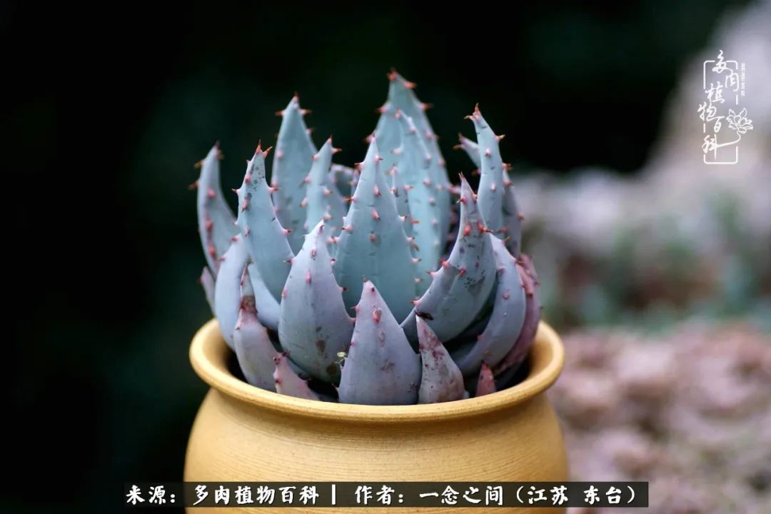 一见多肉误终生,一见多肉误终生从此入了养花坑