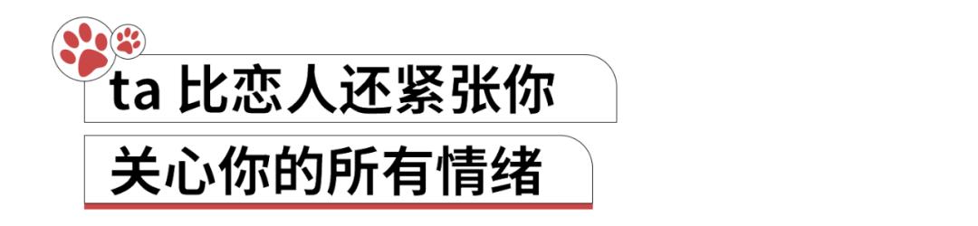 养猫人哭了 (朝九晚五适合养猫吗)