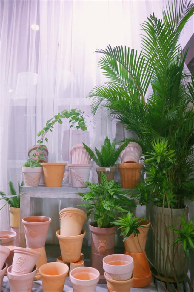 让人惊艳的花展,花展上看到的美到窒息