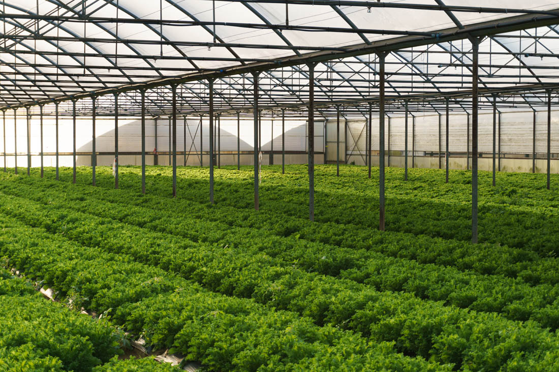 蔬菜吃不到从前那个味儿?土壤有问题!改变施肥采摘方法立马见效