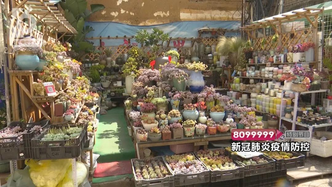 现在的花鸟市场还能卖吗,花鸟市场能买到吗