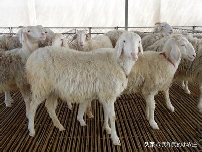 农村养鹅好养吗现在,养鸭和养鹅哪个养殖前景好