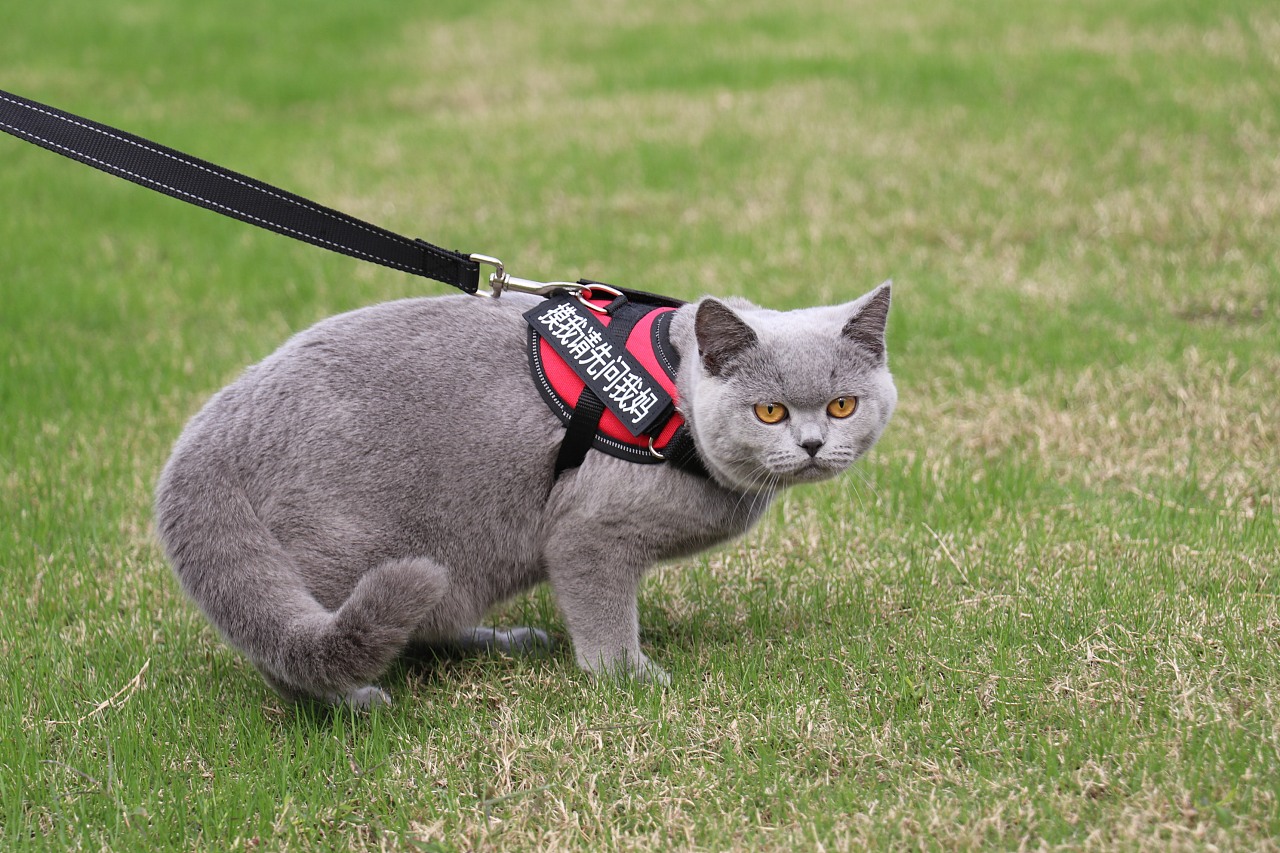 英短怎么看是不是串串,英短重点色怎么看纯不纯