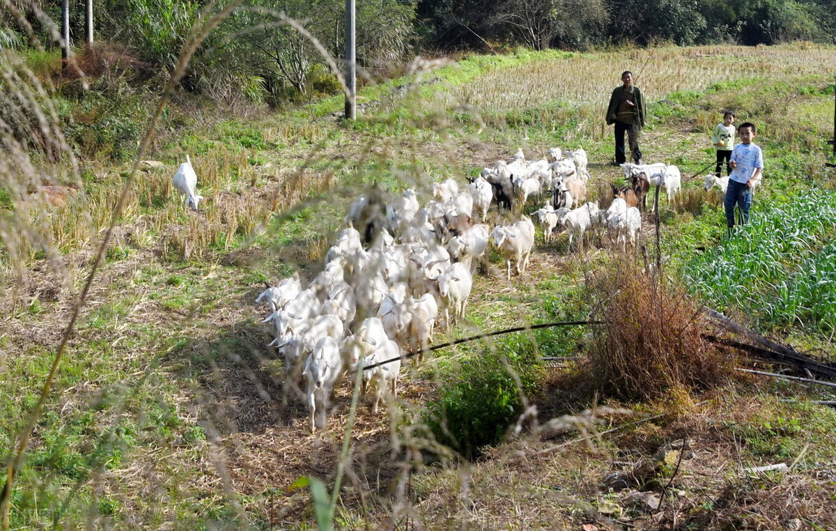 养50只公羊50只母羊能挣多少钱,养殖羊200只母羊一年可以赚多少钱