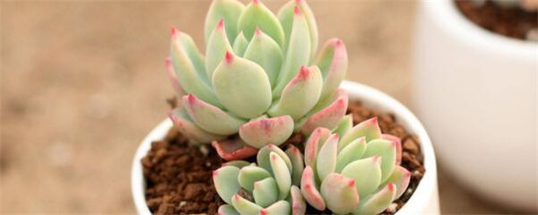 多肉的种植方法技巧,多肉的种植方法步骤简笔画