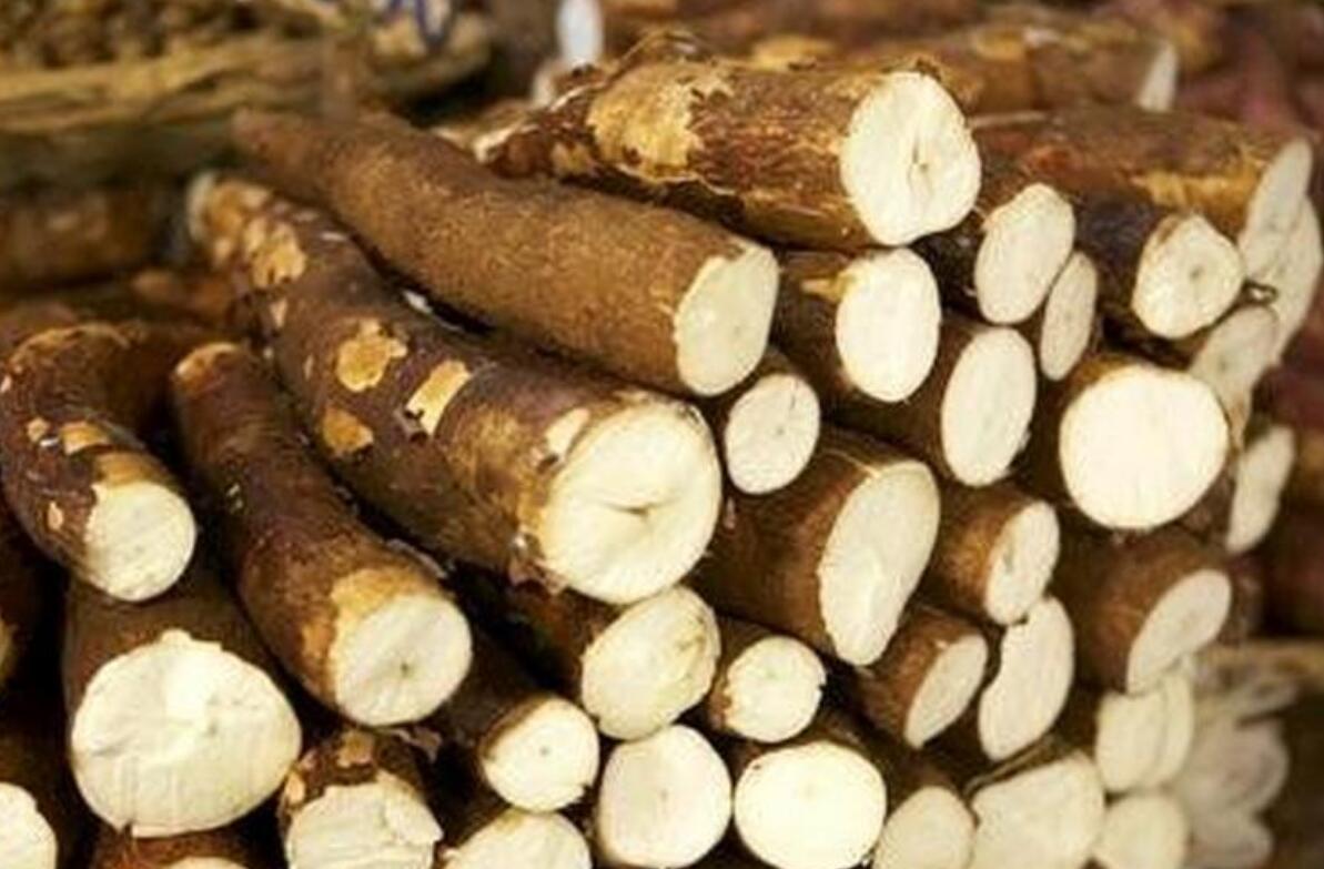 木薯有毒的和没毒的,木薯有毒是什么原因