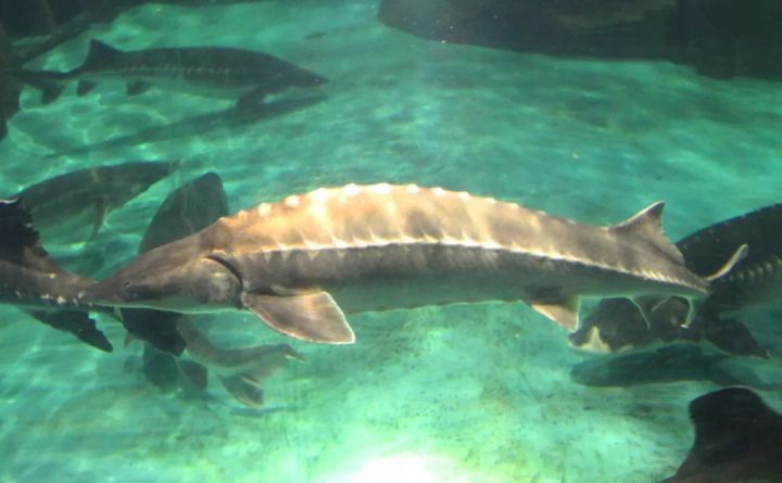 中华鲟的科普讲解儿童版,中华鲟百科简介