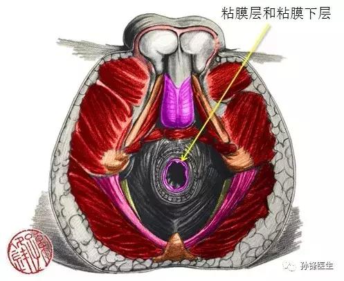 医学笔记︱男性会阴部的肌肉系统（中肛管水平）：（下）