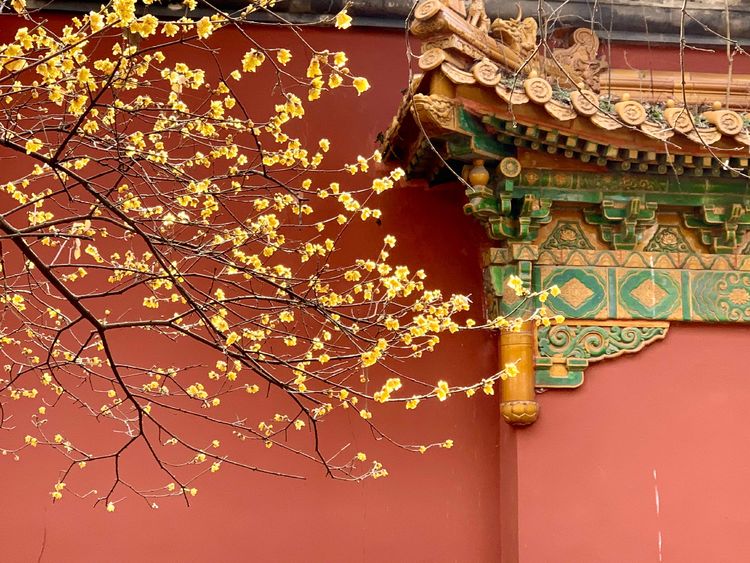 不惧严寒,不惧严寒静待春暖花开