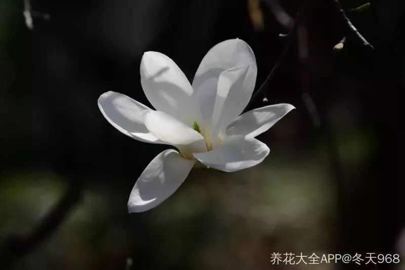 看到花的时候,不知是什么花?那就收下这份百花图谱