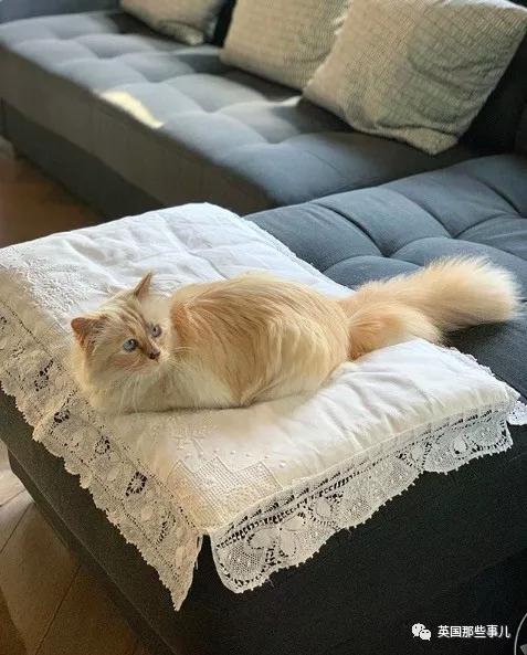 老佛爷的猫继承多少遗产,老佛爷去世后财产留给了一只猫