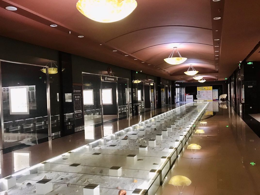 青岛海边的小海螺,青岛沿海的小海螺