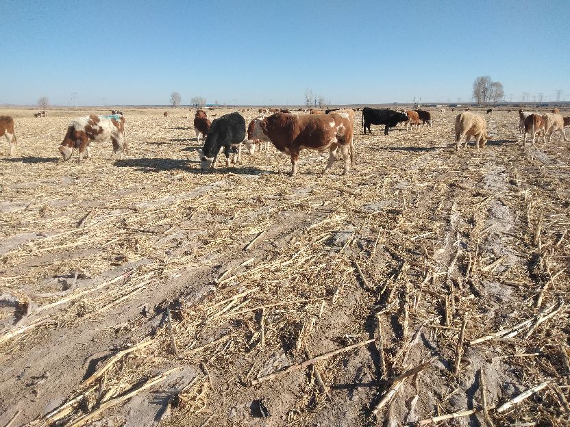 牛年至，“牛气冲天”涨势一浪高过一浪，未来3年养牛前景如何？