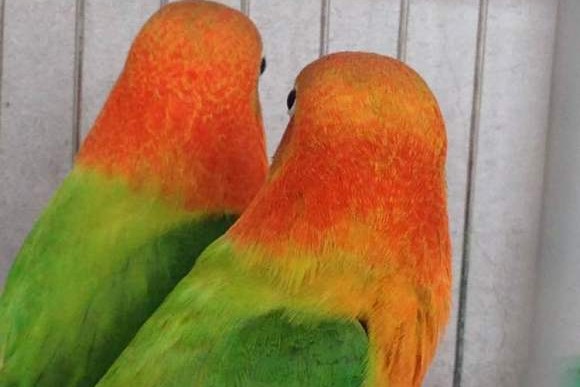 面类牡丹鹦鹉品种介绍及图片,牡丹鹦鹉品种介绍及图片和名字