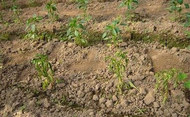 辣椒死秧是什么原因,辣椒光长秧不结椒是什么原因