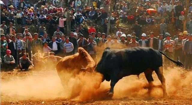 科学养殖创业好项目,室内特种养殖创业新项目