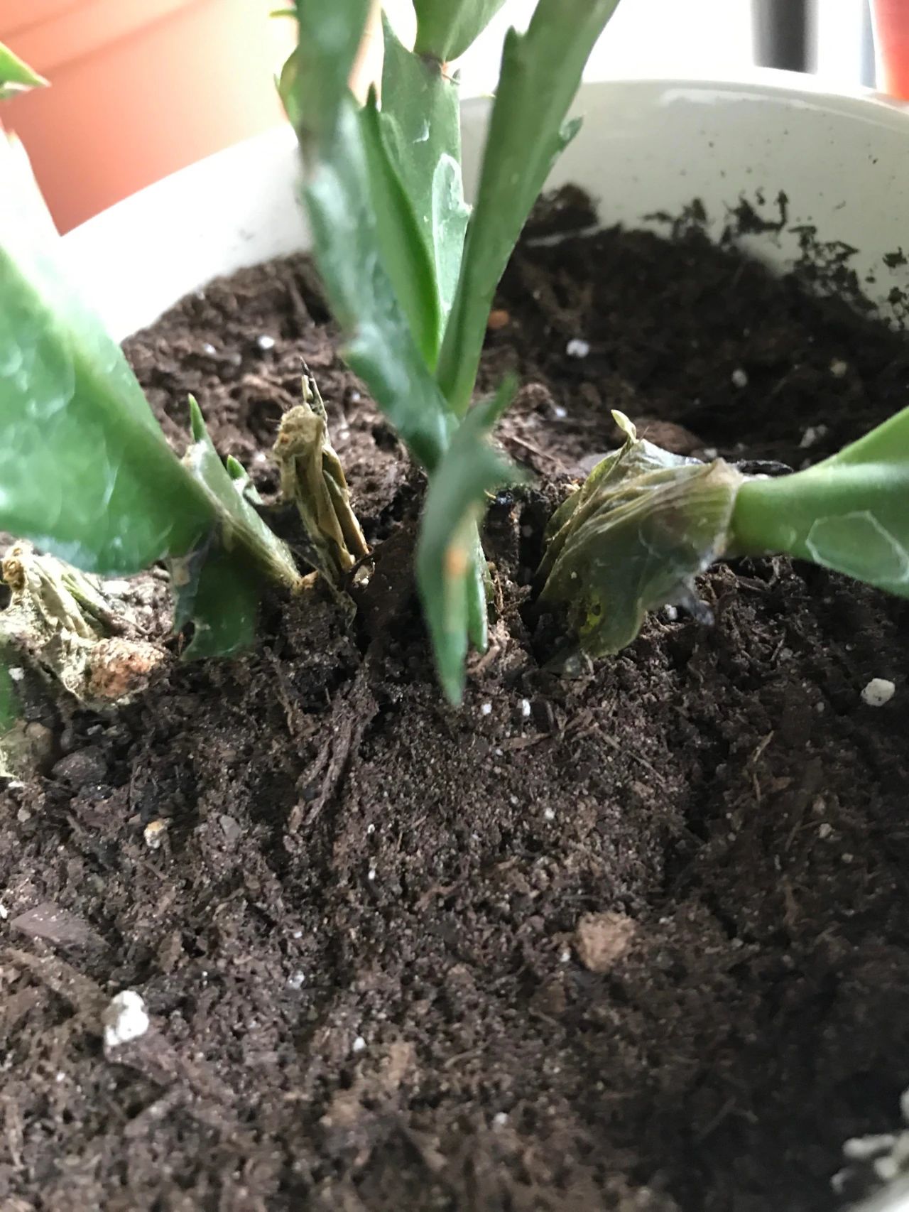 仙人掌的根烂了怎么补救视频,仙人掌类茎腐病的病原有哪些