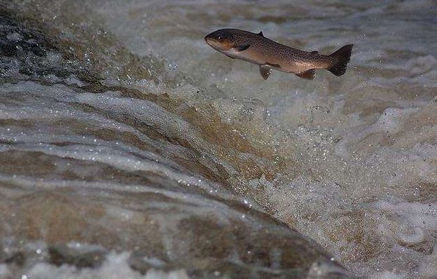 深海鱼油抗癌么,深海鱼油预防心脑血管
