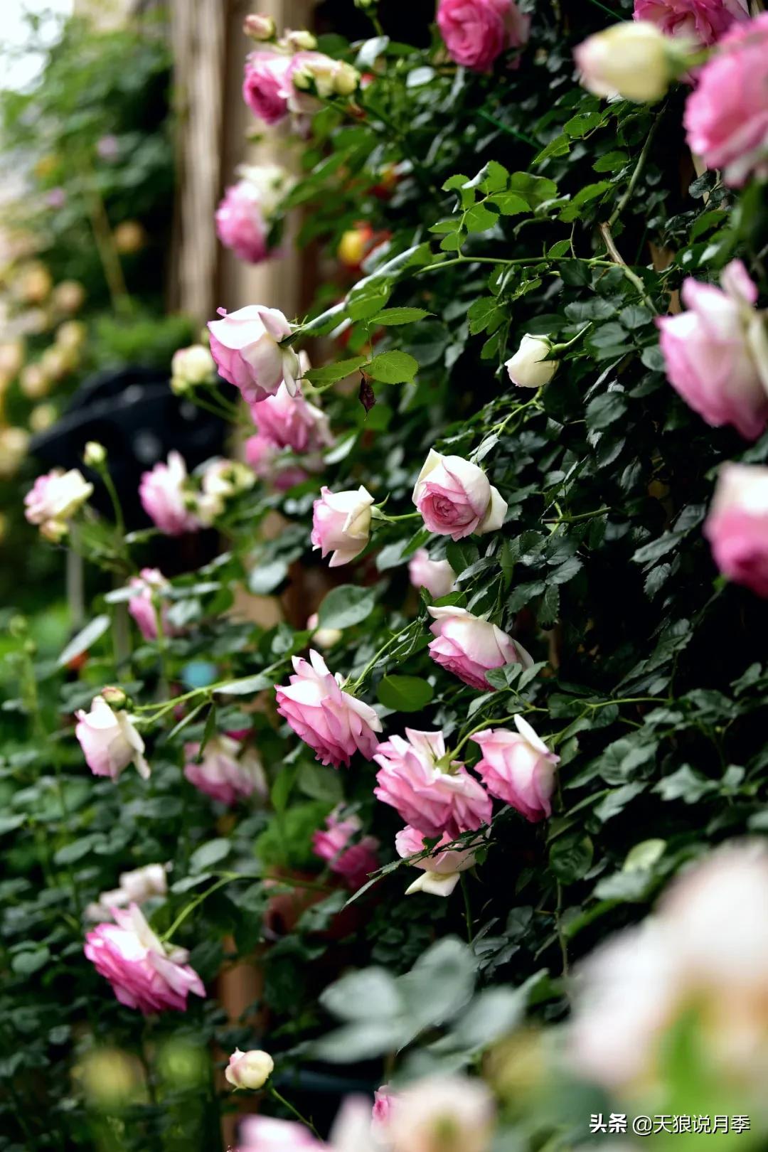 花友家的春花都开爆爆爆了，快来云赏花！（上）