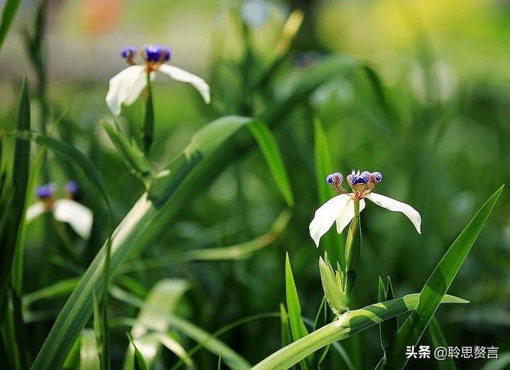 蝴蝶花的诗句大全,蝴蝶花诗句经典名句