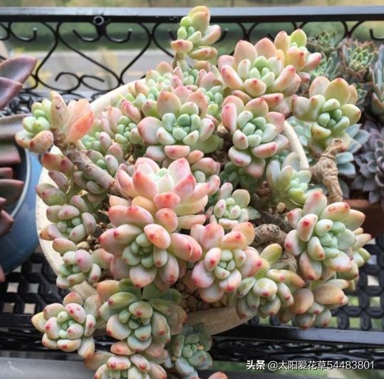 多肉劳尔开花会死吗,劳尔夏必死浴神为何能度夏