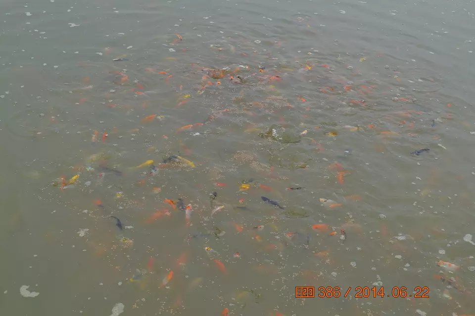 怎么判断锦鲤鱼苗是否生病了,怎么判断锦鲤是不是要产卵了