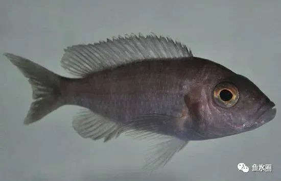 三湖慈鲷马鲷孔雀鱼多久发色,三湖慈鲷鱼之马鲷鱼