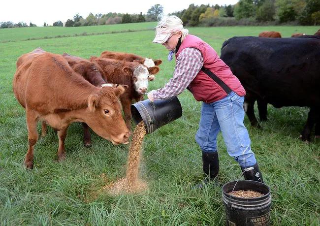 牛肚子上开了个洞里面是什么样的,在牛肚子上打个洞不会痛吗