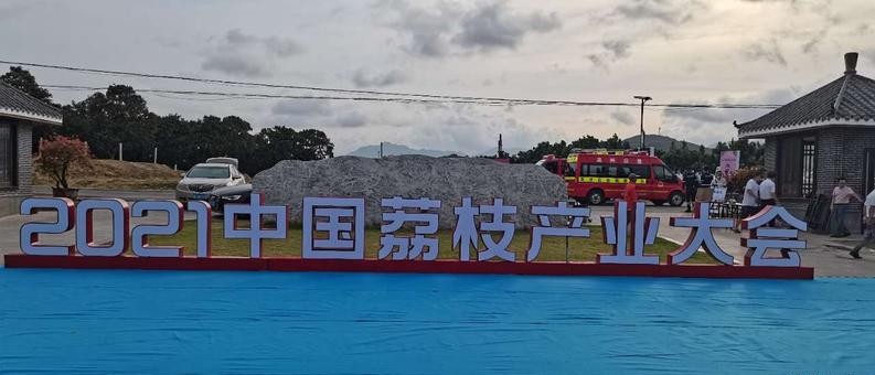 茂名荔枝的前世今生,果大肉脆汁多清甜,最好吃的还是桂味荔枝