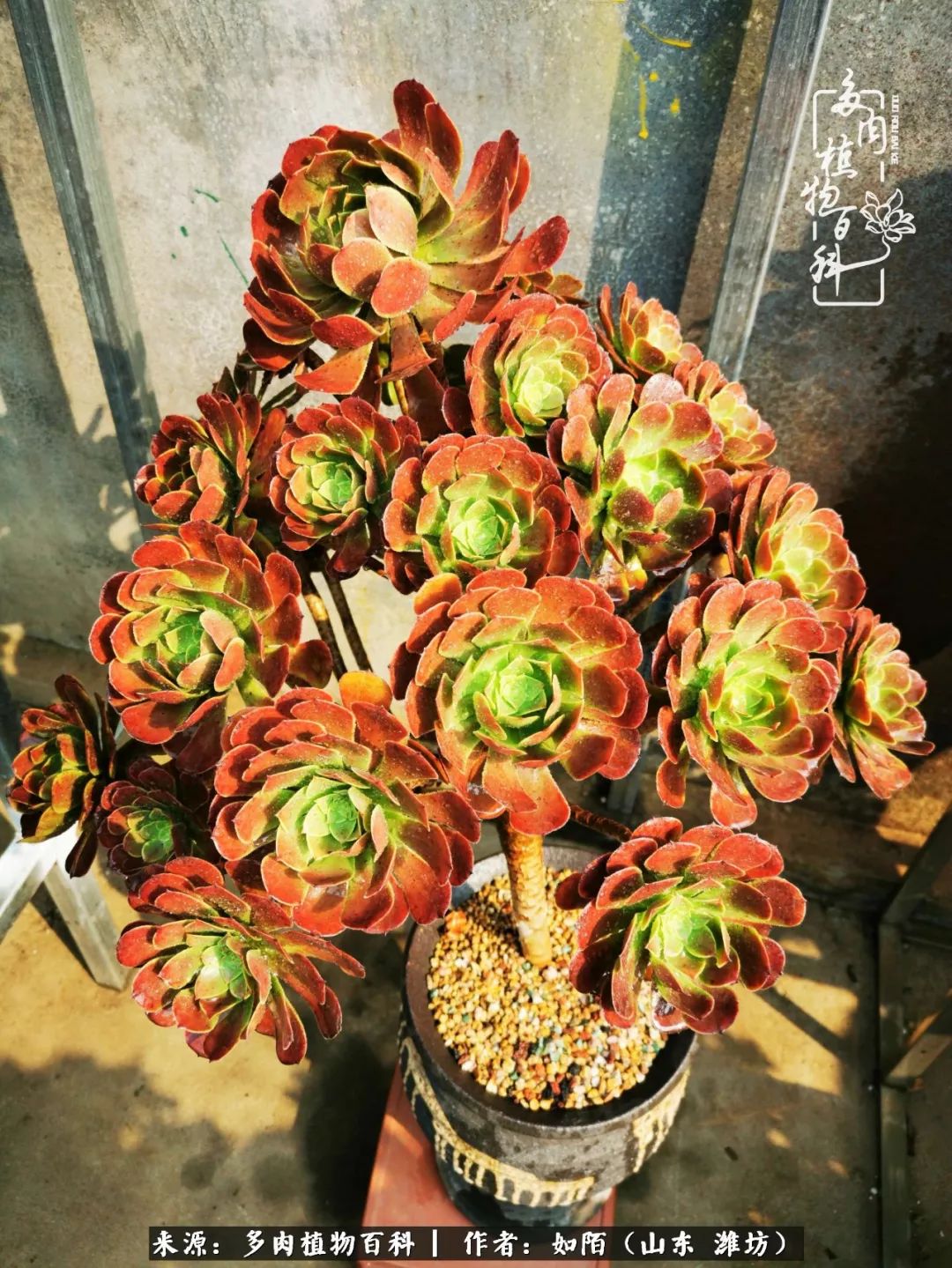 凤凰涅槃,浴火重生!多肉法师圣斗士们的秋天!(附养护经验)