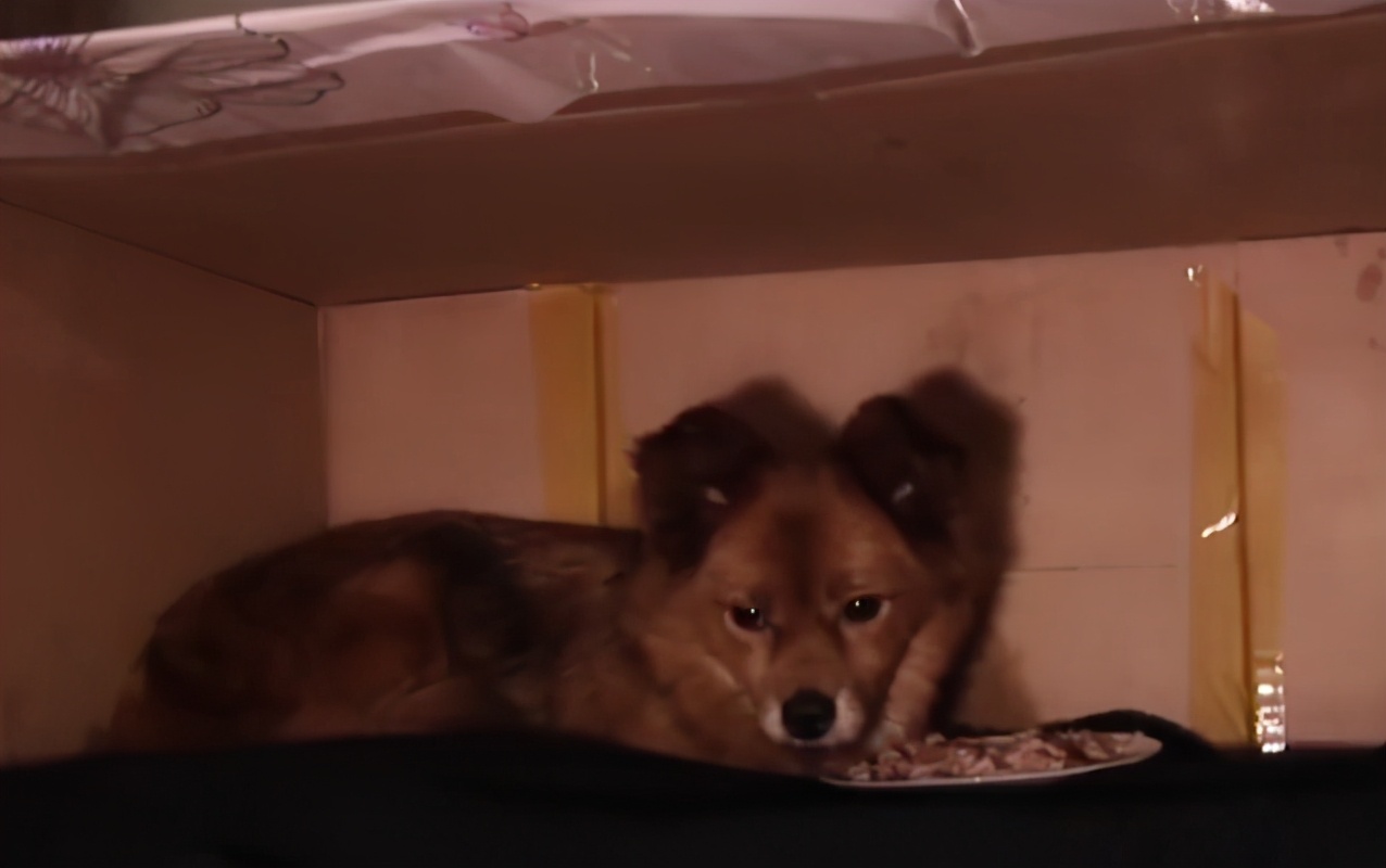 狗狂犬病发作的症状表现,得了狂犬病的狗是什么症状视频