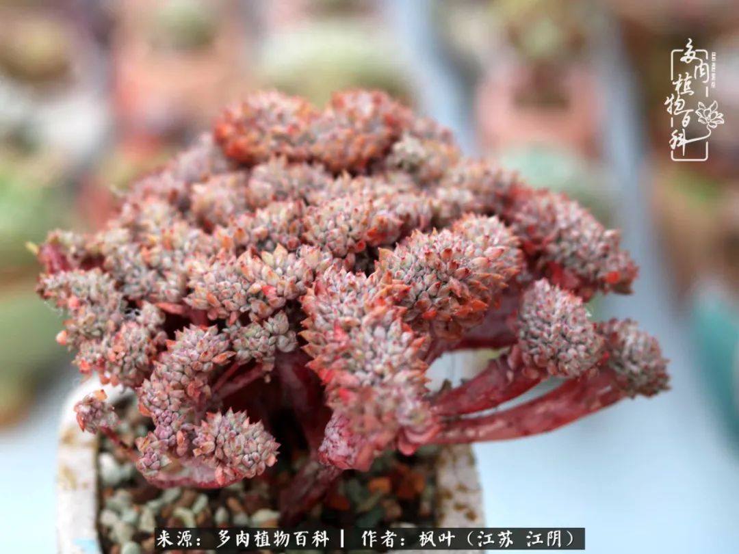 春有约，花不误，多肉与春天有个约会