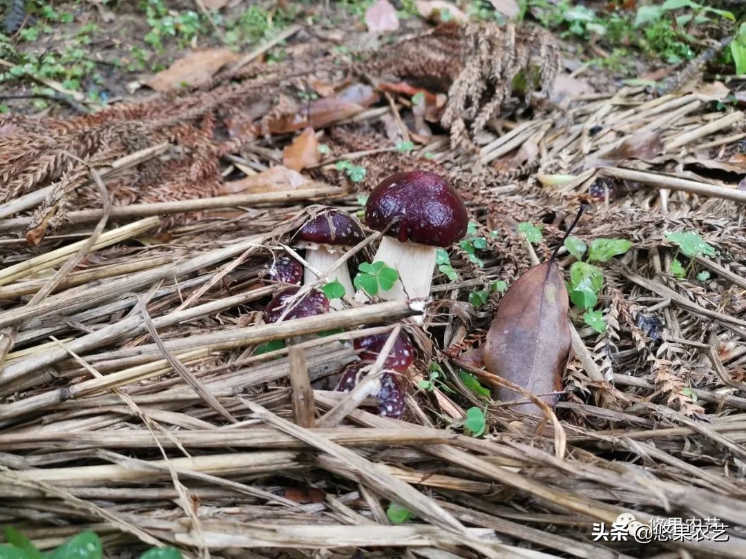 种蘑菇怎么样,松林里面如何种蘑菇