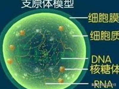 原来支原体、衣原体是这么回事！