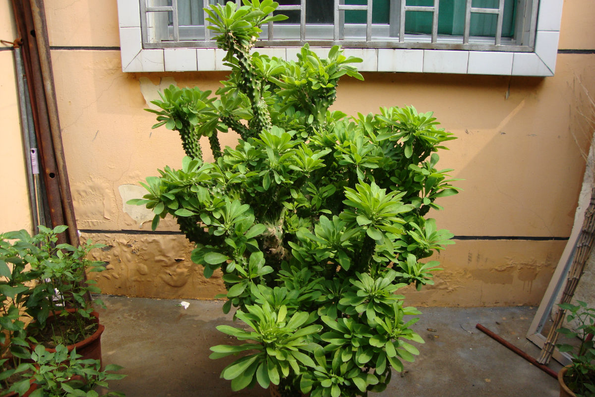 人养花一时养人一生,人养花同时花也养人