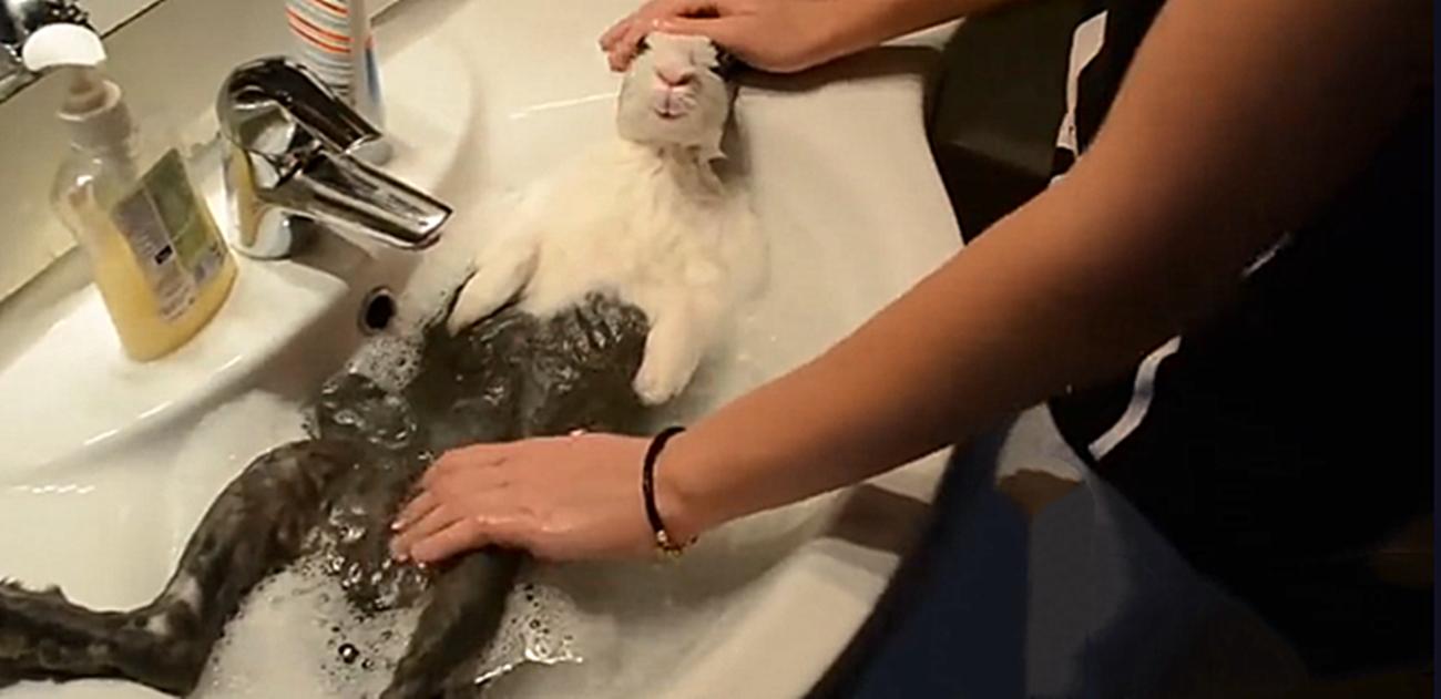 怎么用水帮兔子洗澡,打开水龙头继续洗澡