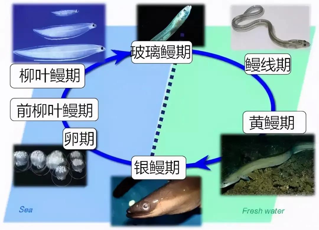 起点即终点：鳗鱼穷其一生，只为留下最后的温柔