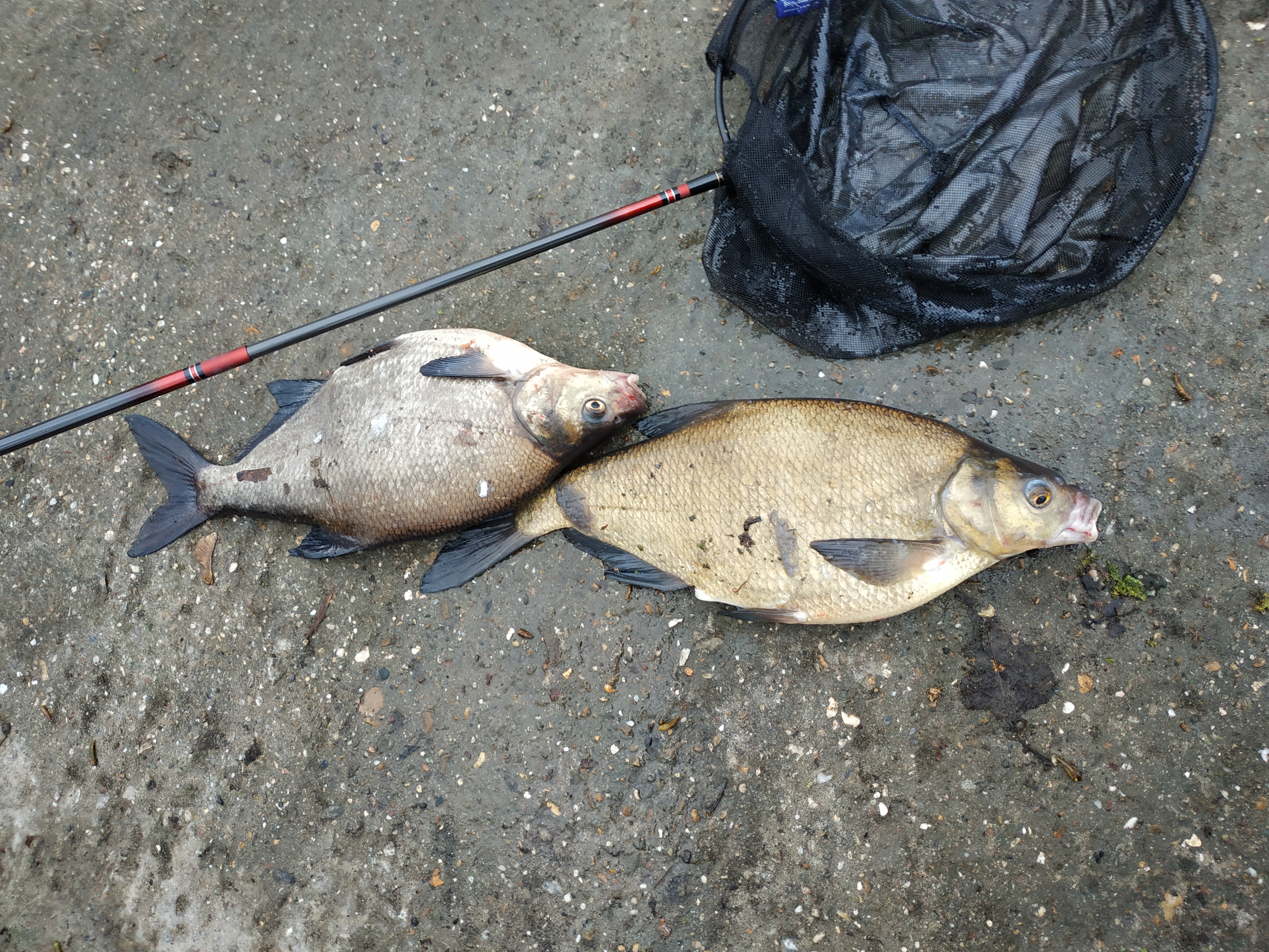 欧鳊如何钓,欧鳊怎么钓