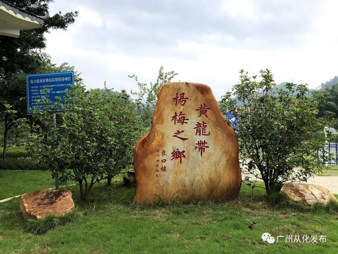 从化良口镇杨梅之乡,从化黄龙带杨梅之乡