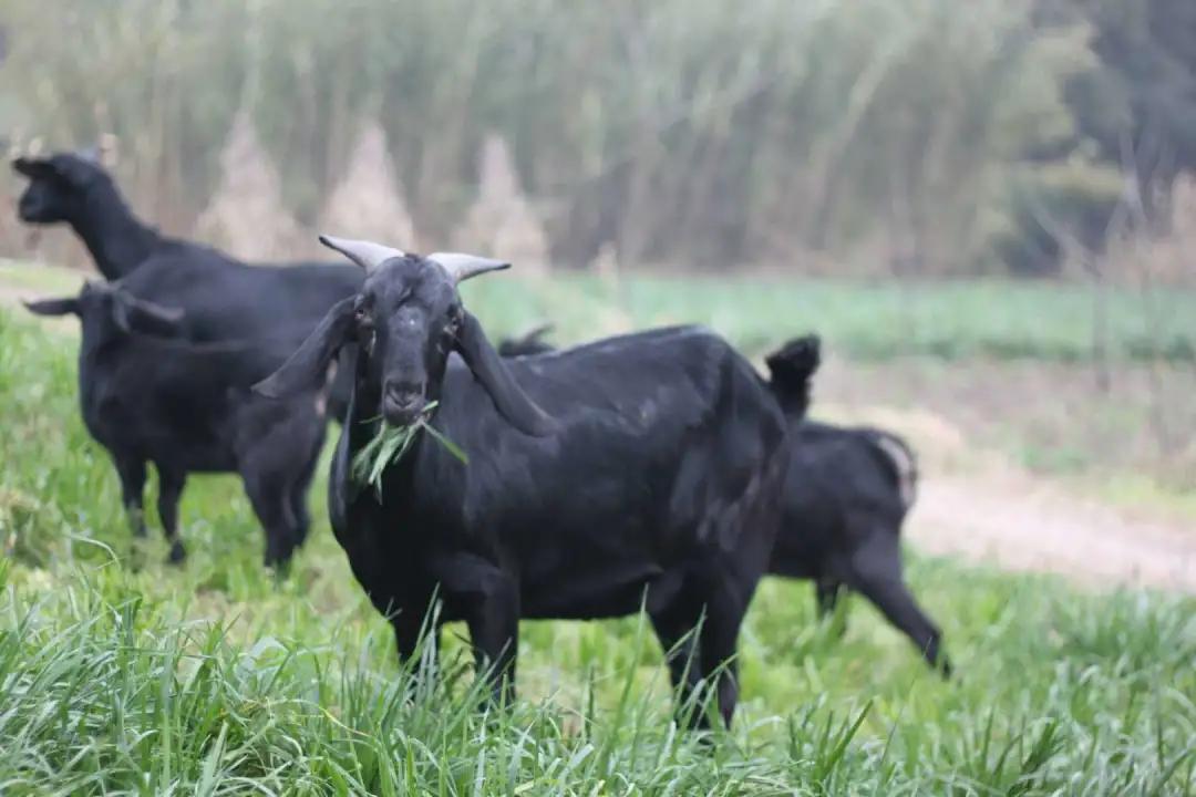 努比亚越来越火了,努比亚当年爆火的原因